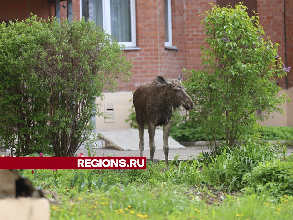 Лось-подросток мечется по Дмитрову