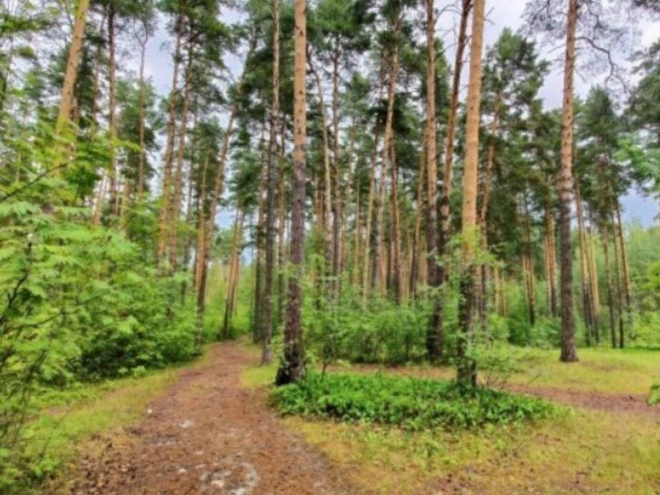 В Орехово-Зуеве благоустроят лесопарковую зону