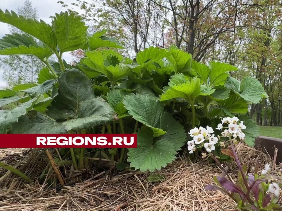 Реутовчане разбили в парке «Общественный огород»