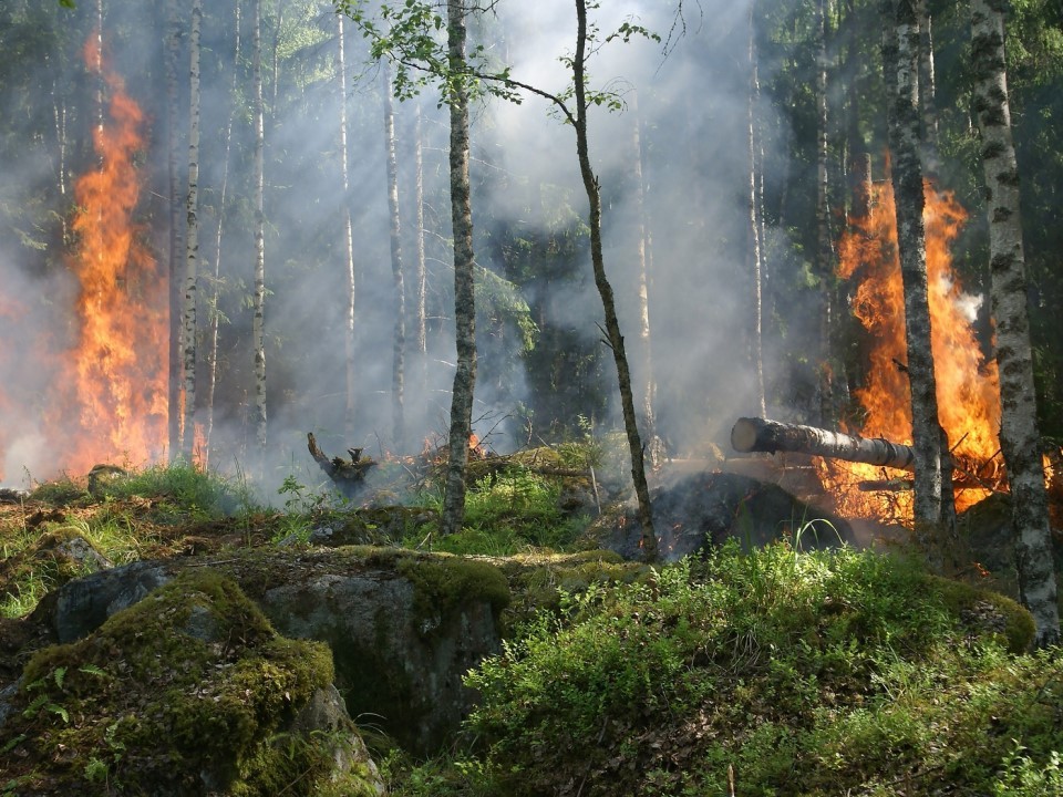 Жителям Лотошино временно закроют доступ в лес из-за пожарной опасности