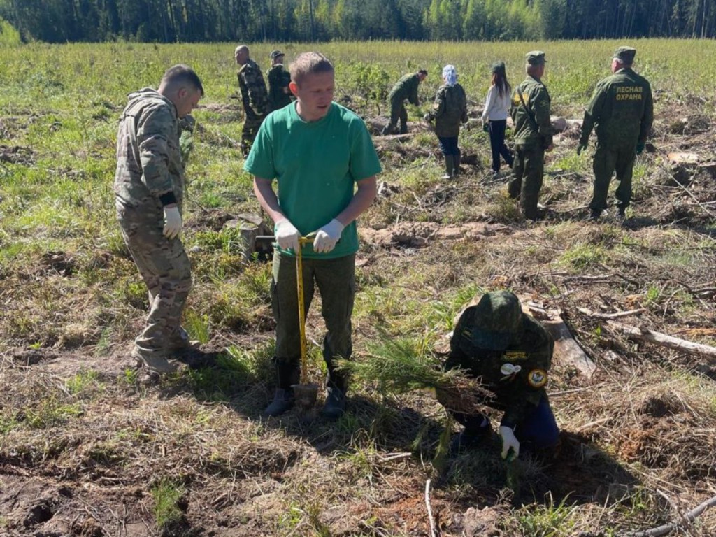 Около 100 талдомчан приняли участие в акции «Лес будущего — 2024»