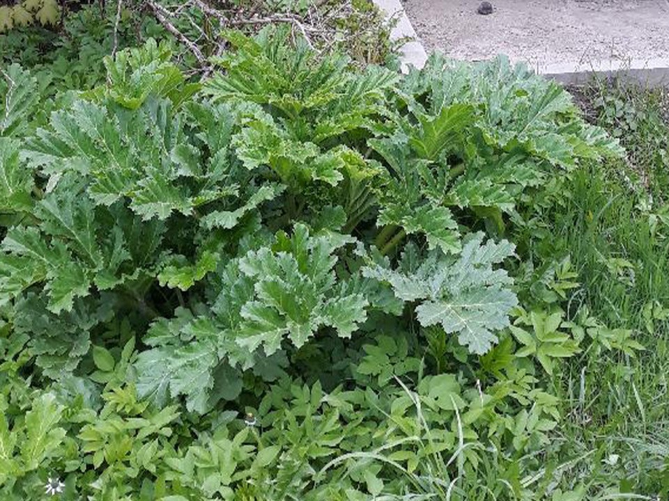 Борщевик Сосновского уничтожат на улице Куйбышева в Менделеево по просьбе жителей