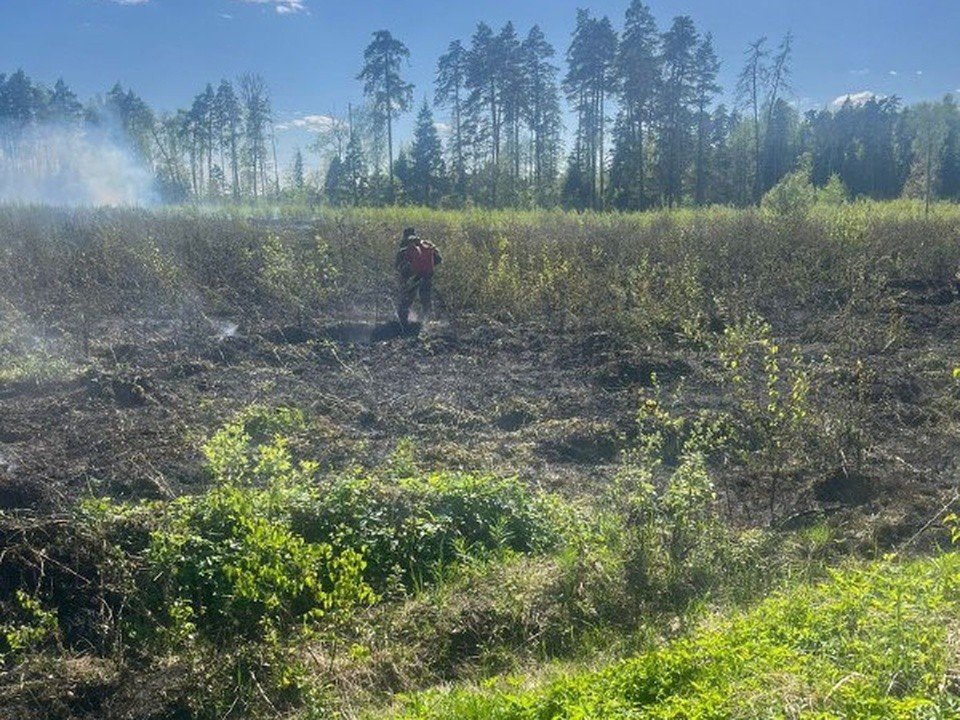 Полтора гектара леса рядом с Люберцами сгорели по вине человека