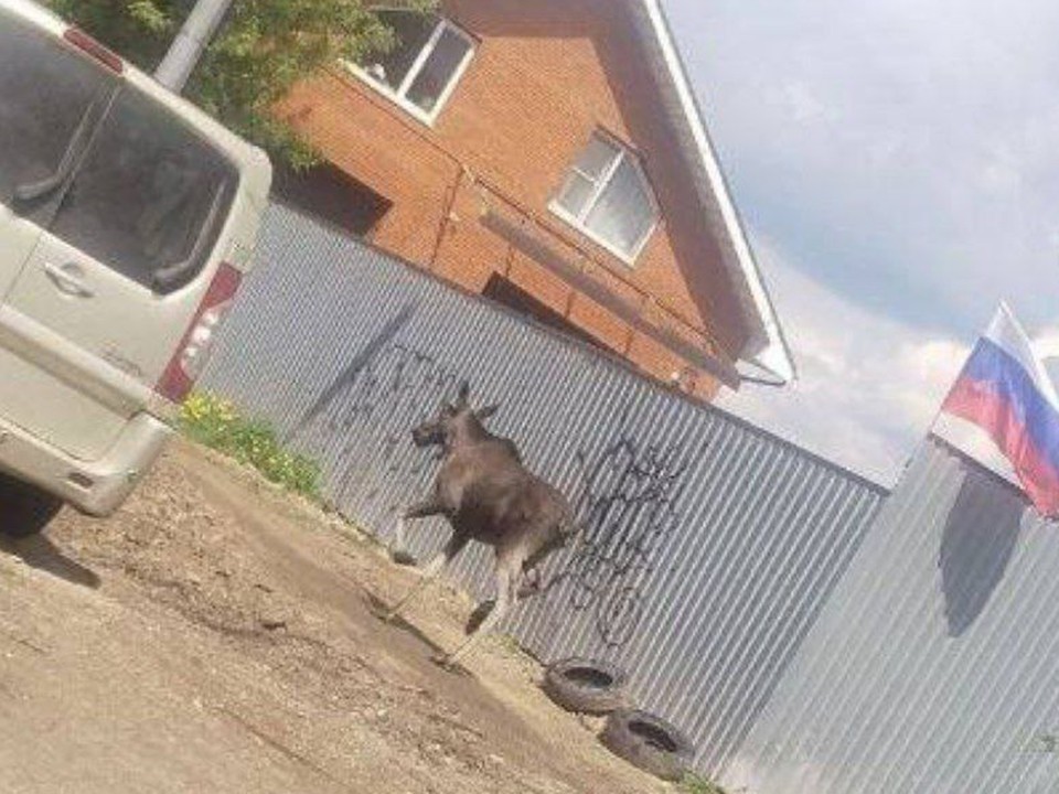 На улице Володарского в Наро-Фоминске гуляет лось