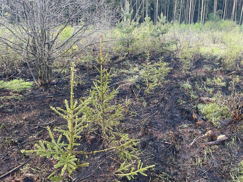 Пожар в Гребневском лесничестве уничтожил растения на трех сотках земли