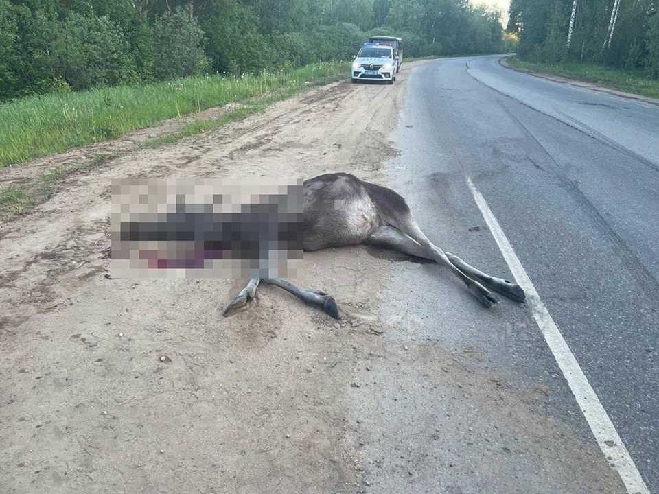 Водитель сбил лося на дороге около деревни Сафонтьево