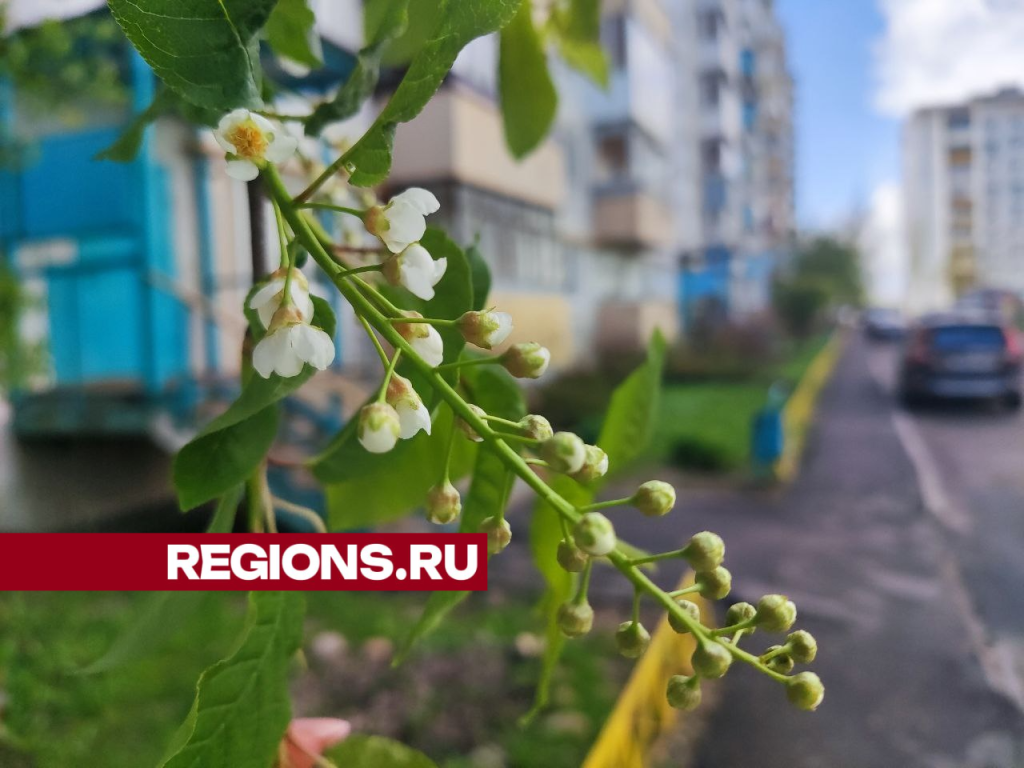 То ли снег, то ли дождь: когда отступят «черемуховые» холода, рассказали  синоптики | REGIONS.RU / Сергиев Посад