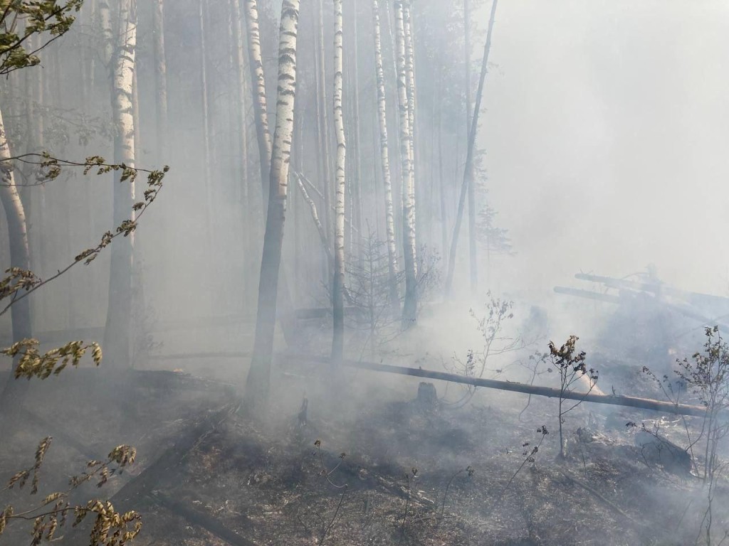 В Дмитровском округе потушили лесной пожар | REGIONS.RU / Дмитров