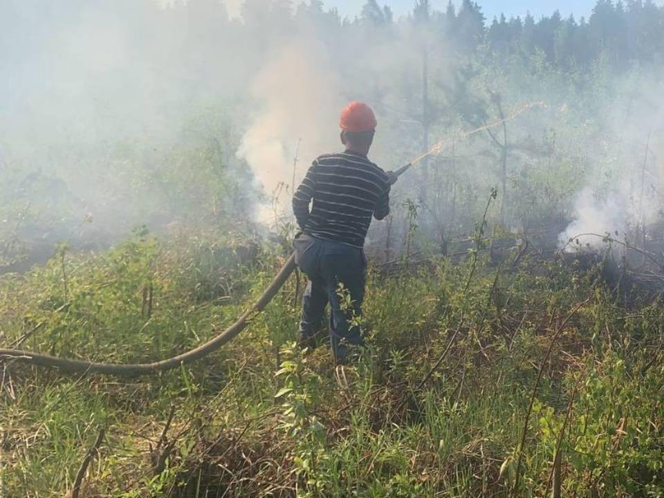 В Орехово-Зуеве ликвидировали лесной пожар