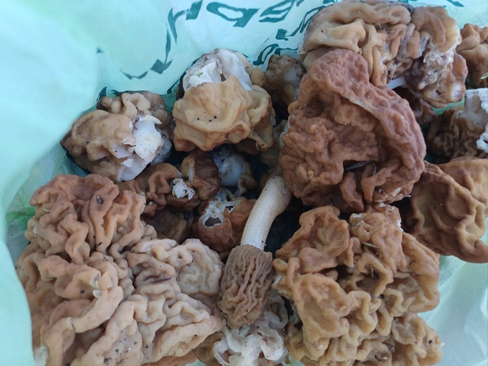 Сморчки да строчки: жительница Солнечногорска набрала мешок весенних грибов