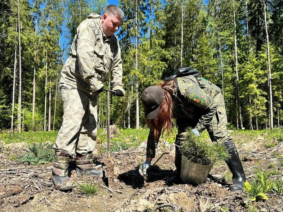 В Можайске засеяли саженцами 60 гектаров леса