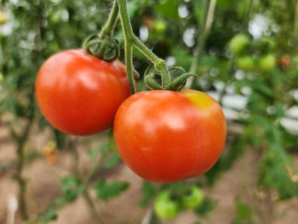 Более 3 гектаров огурцов, помидоров и капусты: в можайском колхозе выращивают экологически чистые овощи