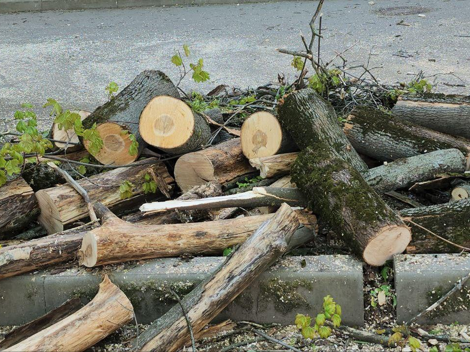 Жителям объяснили почему в Люберцах спилили более 700 деревьев