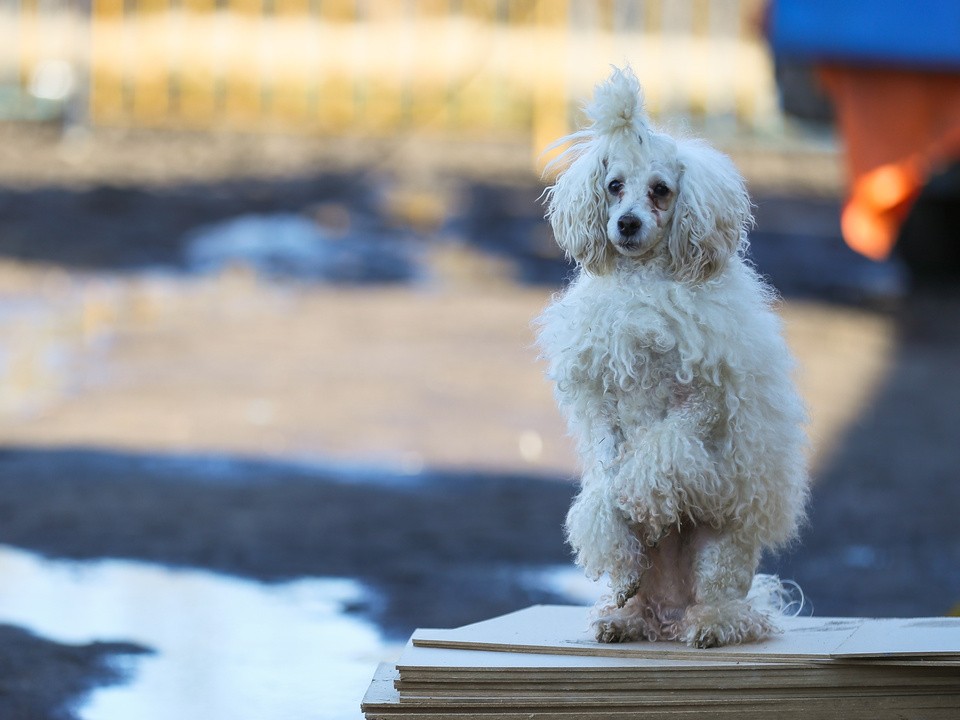 Дрессировщица московского шапито ищет новых хозяев собакам из-за закрытия номера цирка