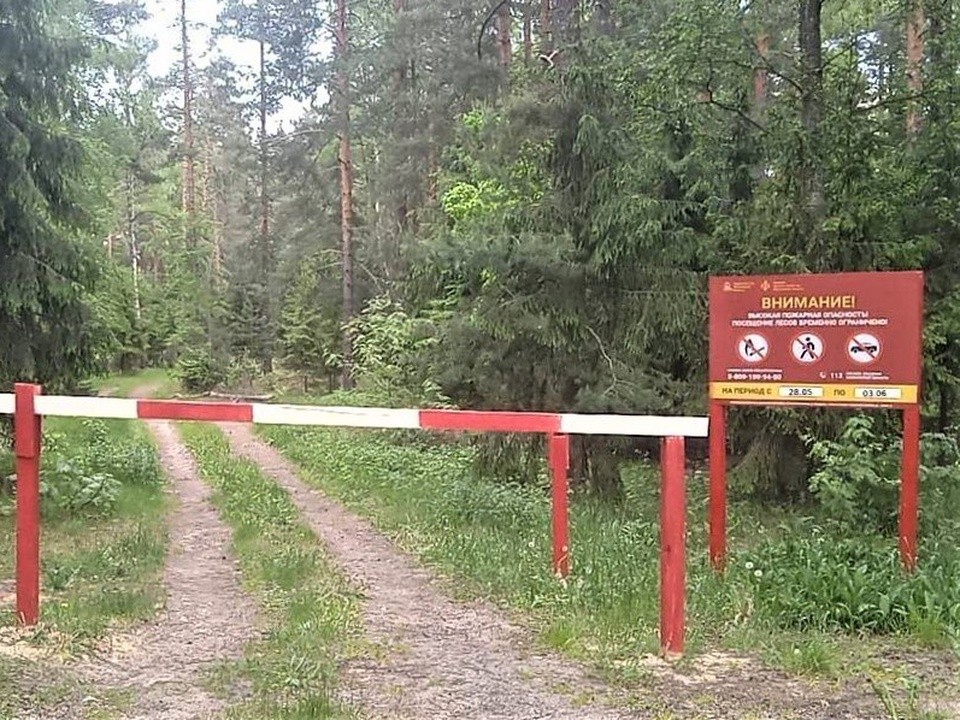 В Подольске ввели ограничение на посещение лесов