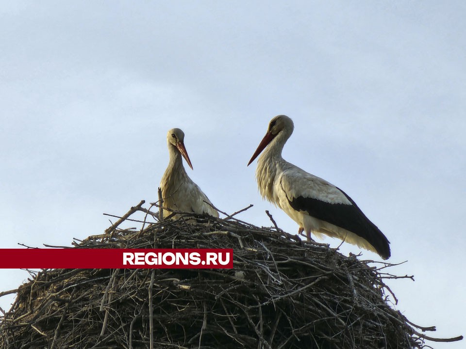 Променад по улице Почтовой совершил краснонижный аист в Лотошино