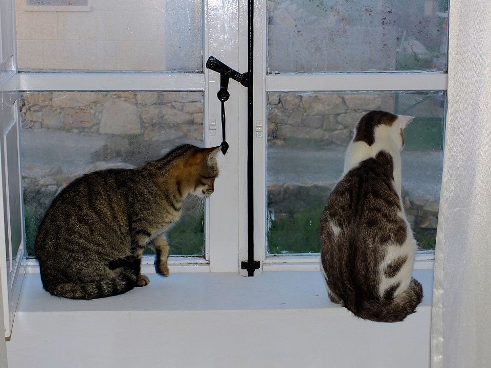 SHOT: москвич запер в квартире около 20 голодных кошек-бобтейлов