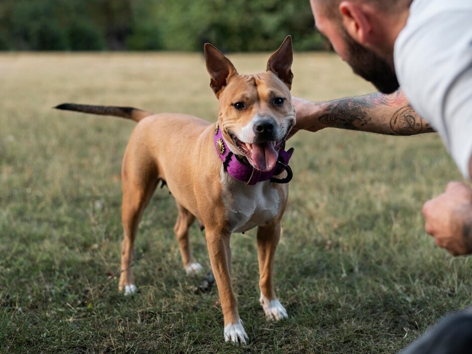 Питбуль и акбаш без намордника: какие штрафы ждут владельцев опасных ...