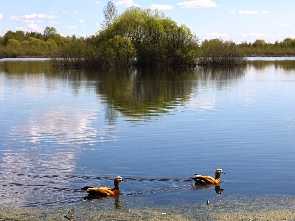 Через озеро Черное в Люберцах построят пешеходный мост