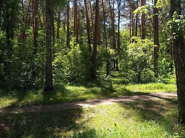 В детском городке «Сказка» в Протвино вырубать сосны не будут