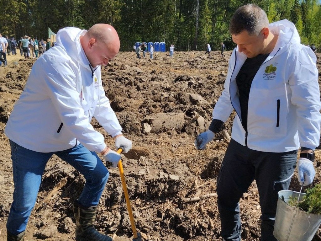 В Подмосковье в рамках акции «Лес будущего» высажено более ста тысяч  саженцев деревьев | Regions.ru