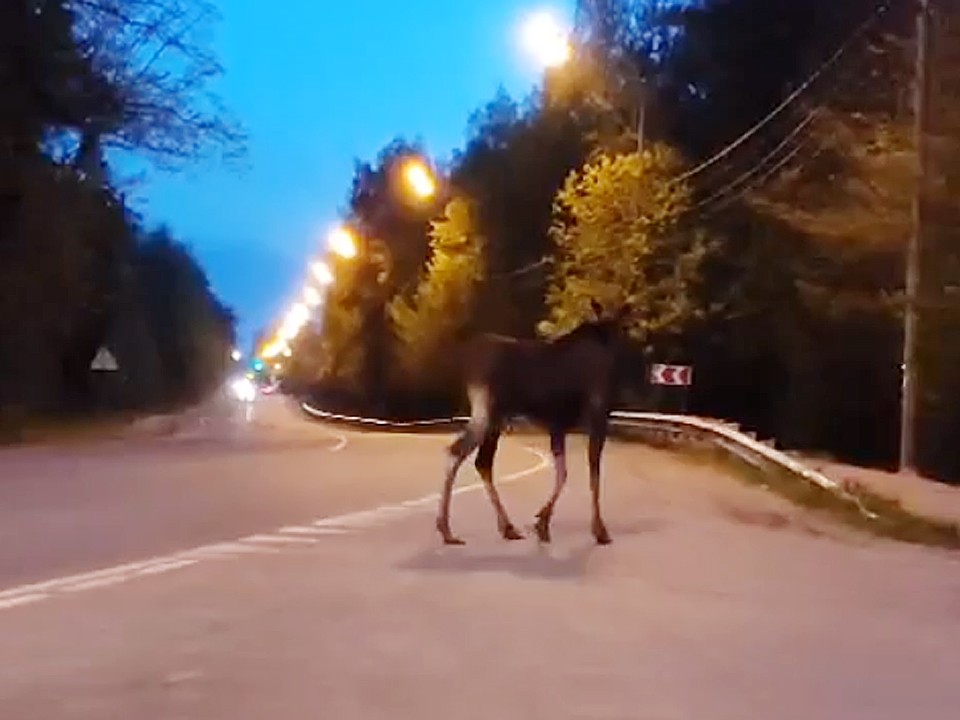Шальной лось бросался под колеса автомобилей в Щелкове