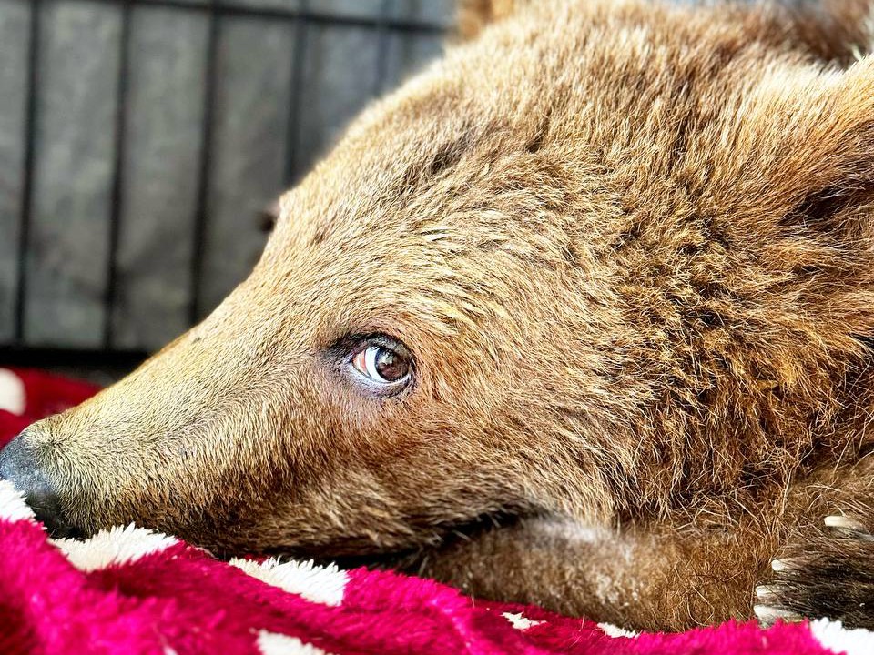 Медведь из Московского зоопарка пожертвовал почти литр крови ради спасения медвежонка в Клину