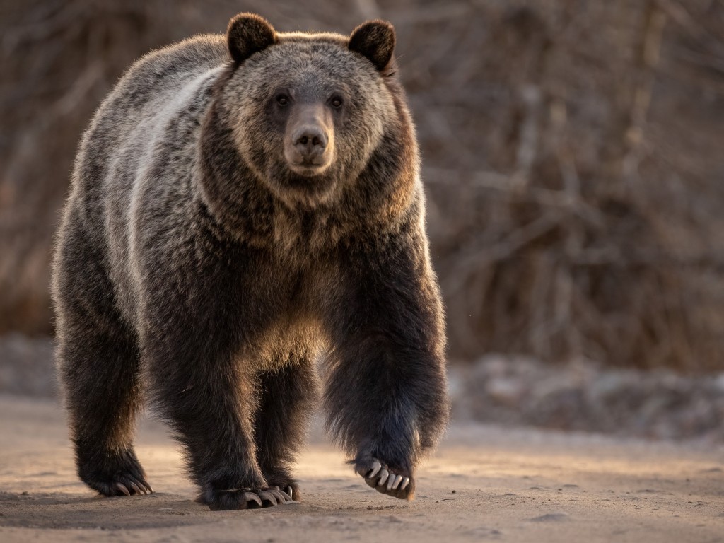 Не только лоси: в Дмитровском округе к людям вышел медведь