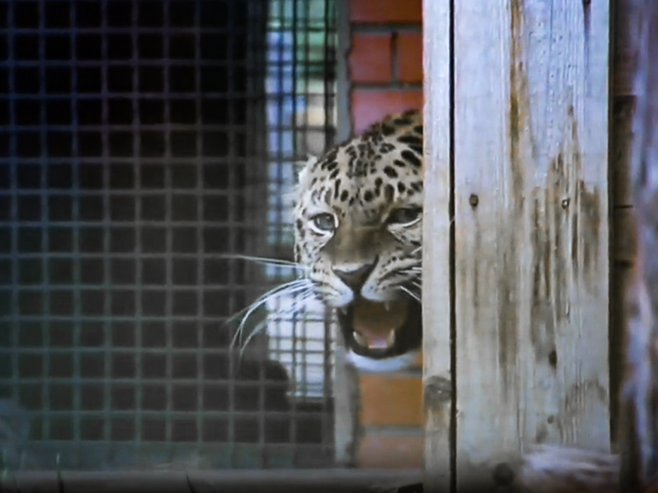Леопард-интроверт из Волоколамска вышел на фотосессию в свой праздник