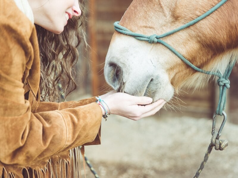 Ребенку, которого укусила лошадь, необходимо пройти курс прививок от бешенства