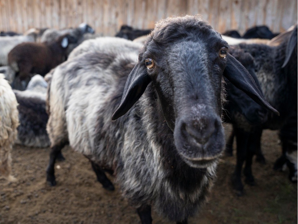 Бараны под Сергиевым Посадом погибли от истощения