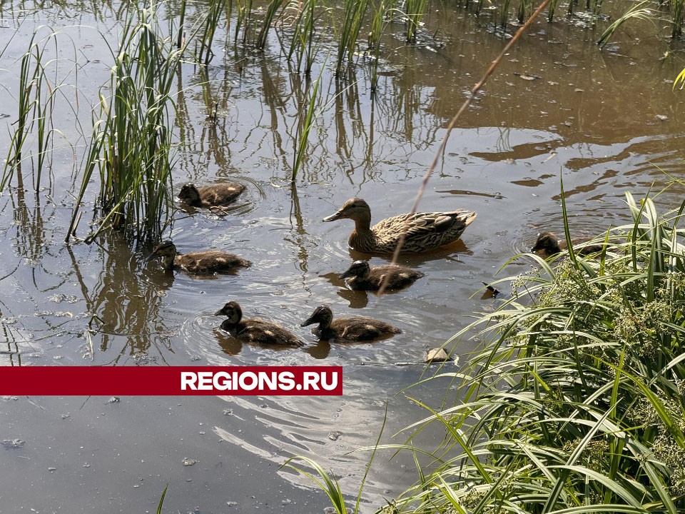 Выводок утят поселился на реке Черногрязке в центре Шаховской