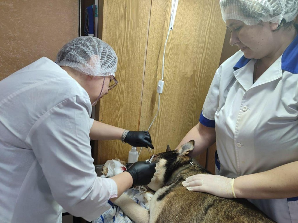В Лотошино спасли собаку, которая чуть не лишилась зрения из-за любопытства
