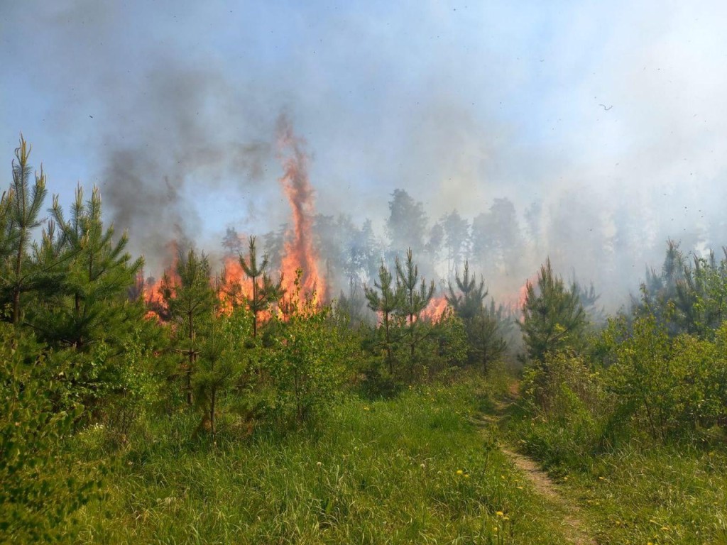 Спасатели тушили пожар в лесном массиве Воскресенска свыше четырех часов