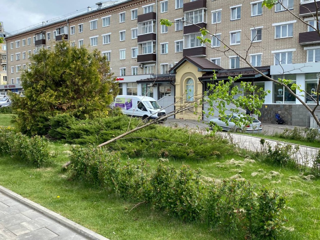 В Сергиевом Посаде начали поиск вандала, сломавшего молодые деревья в центре города