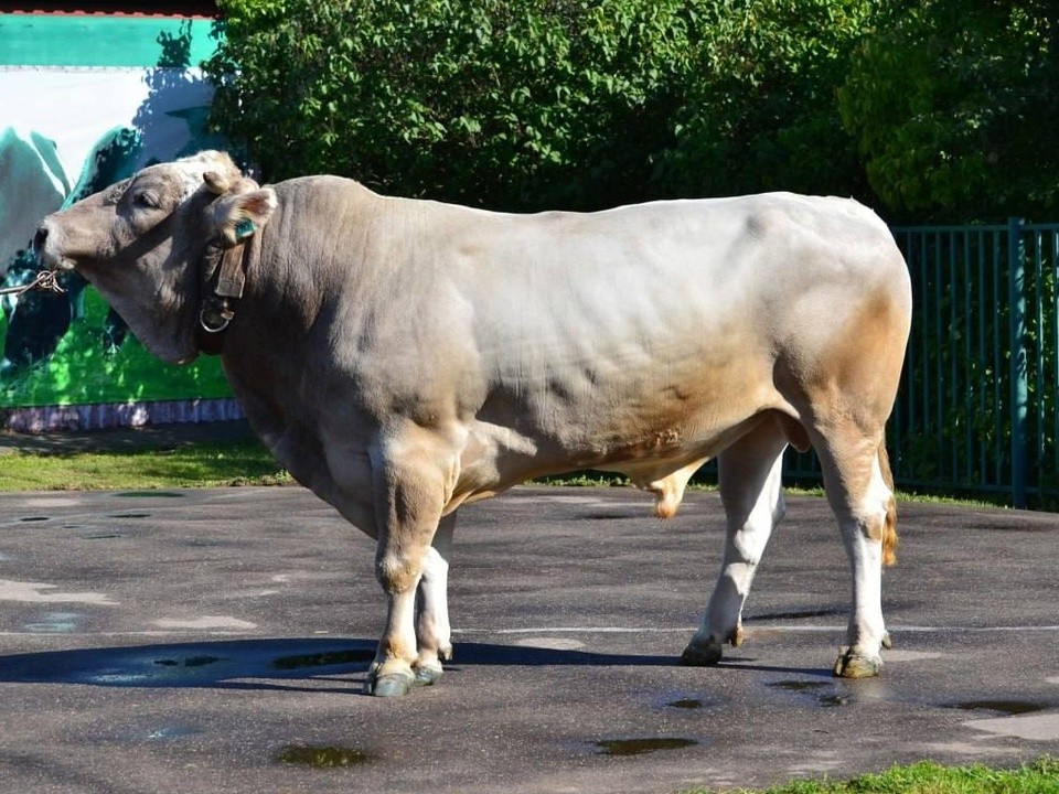 В округе пройдет выставка элитных быков-производителей