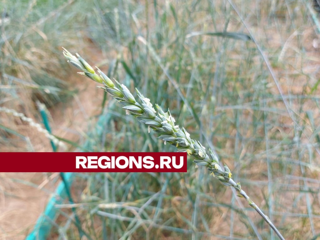 В Истре выращивают уникальный многолетний гибрид пшеницы