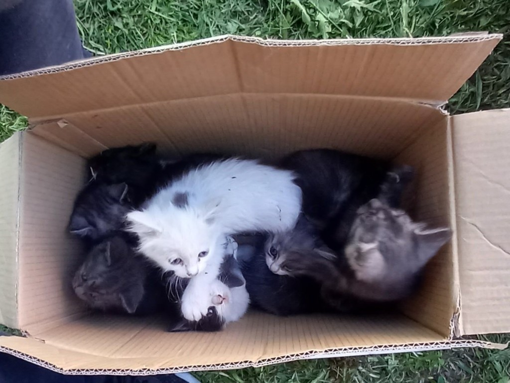 Неизвестный оставил умирать девять котят в запечатанной коробке в Талдоме