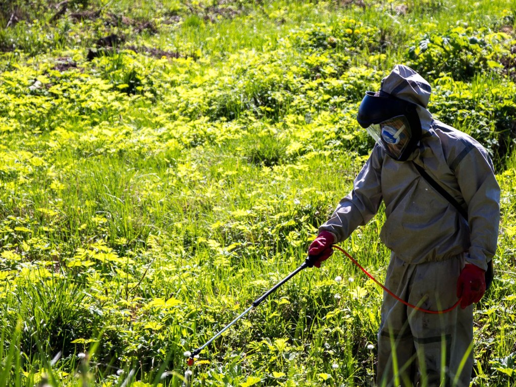 Борьба с борщевиком: в Реутове провели химическую обработку земель от опасного сорняка