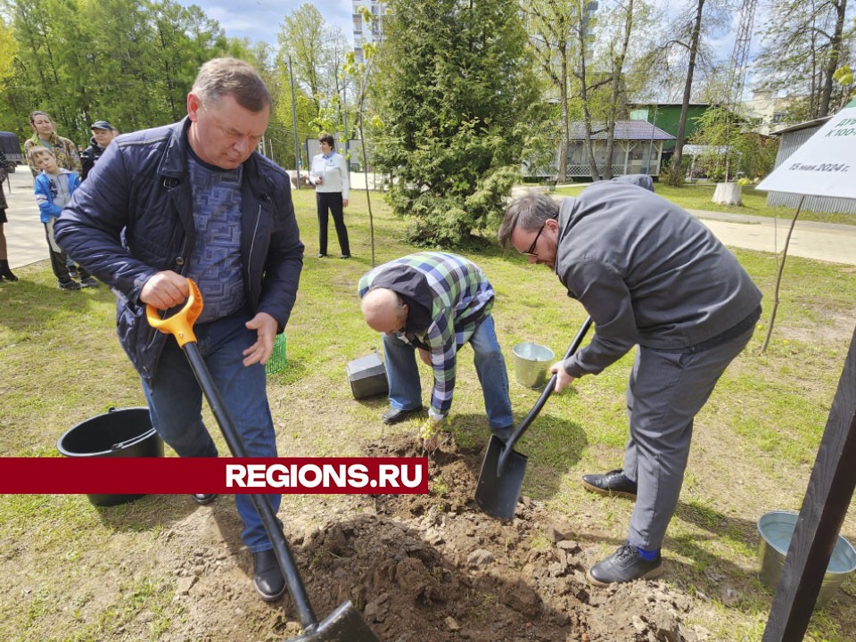 Памятный дуб высадили к 100-летию военного писателя Бориса Васильева в Солнечногорске