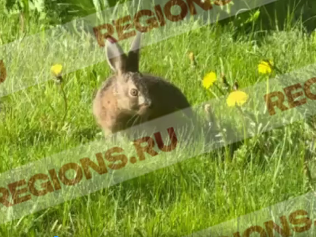Заяц или кролик: жители деревни Русавкино – Романово, гадают кто, попал на видео в саду