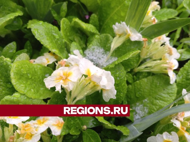 У клубники — стресс, цветы — в шоке: майский снегопад застал врасплох весенние сады