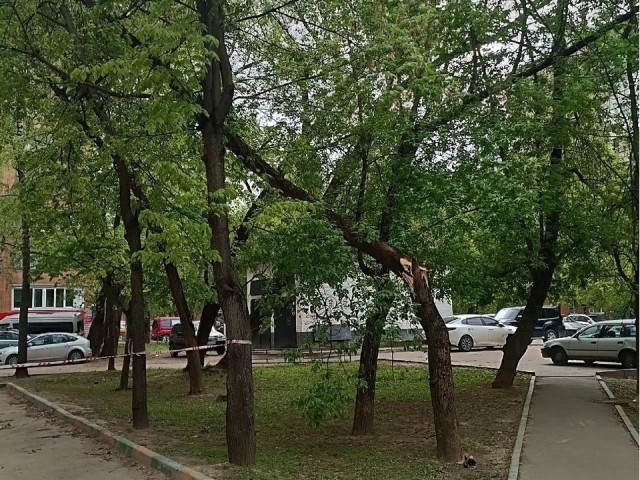 Поваленные деревья на улицах Красная и Высотная уберут до 19 мая