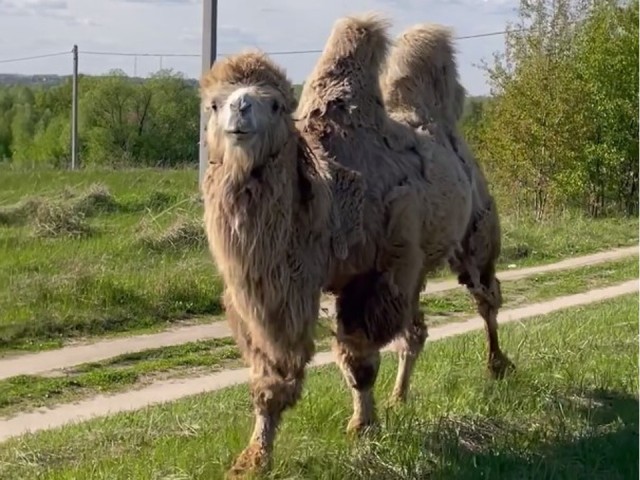 Резвящиеся на лугу верблюды попали на видео в Раменском