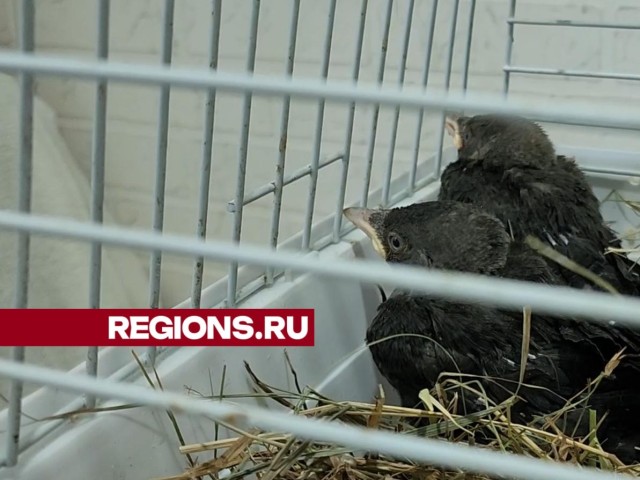 Жительница Ожерелья спасла двух застрявших в вентиляции галчат