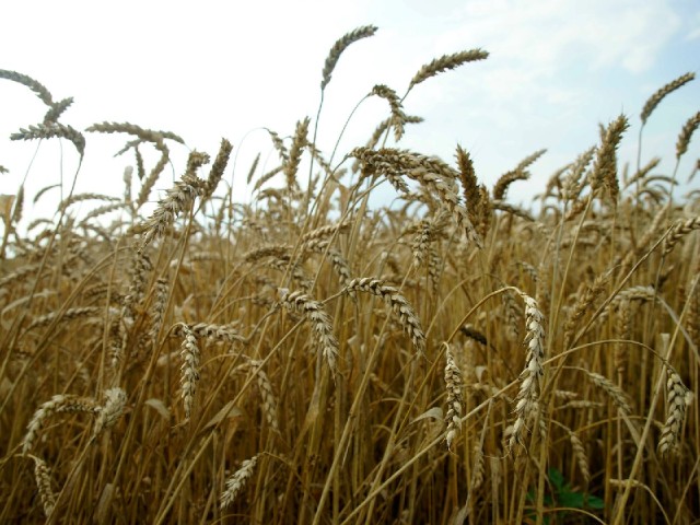 В Серебряных Прудах начинается обработка озимой пшеницы от вредителей и сорняков