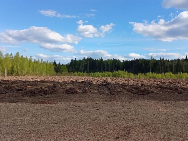 Жители Дмитрова сажают деревья