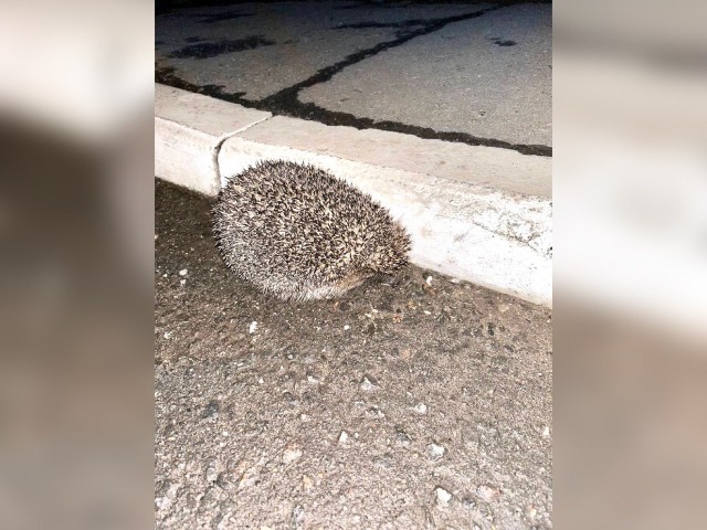 В Балашихе ежи массово выходят в город