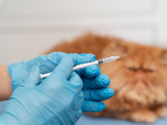 Ветврачи опубликовали график выездов для вакцинации животных против бешенства
