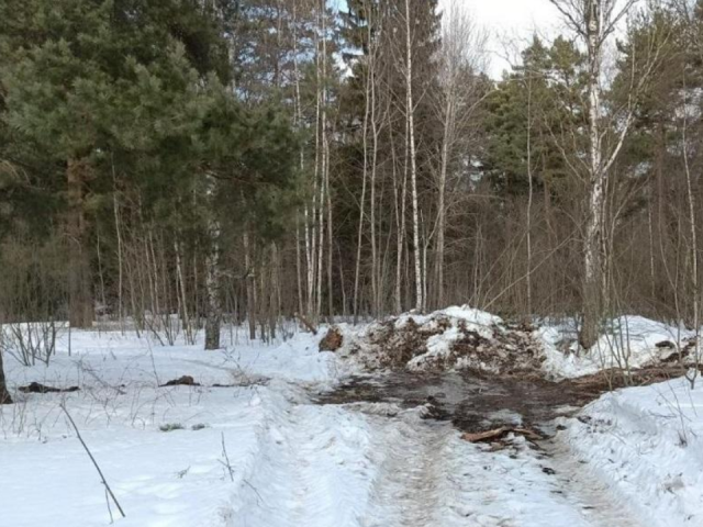 Суд запретил вырубать лес на землях бывшего совхоза в Рузе